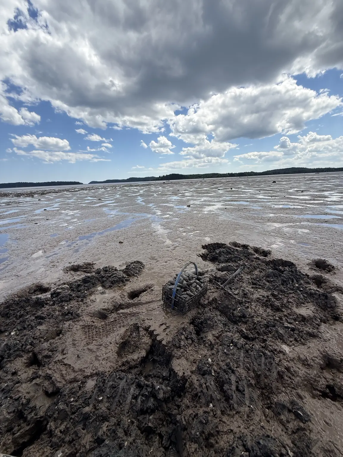 A clam basket on a Downeast Maine mudflat beneath a wide summer sky
